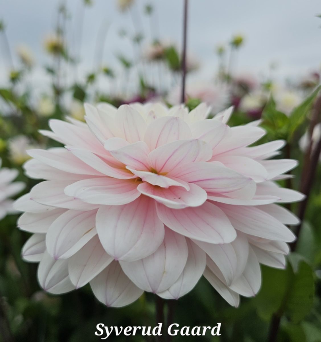 Dahlia Silver Years 