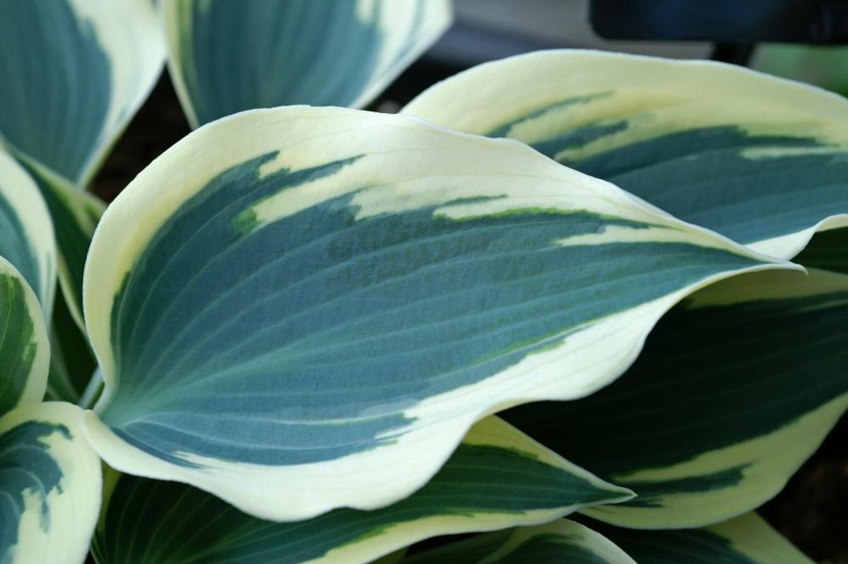 Hosta Blue Ivory 1 stykk  