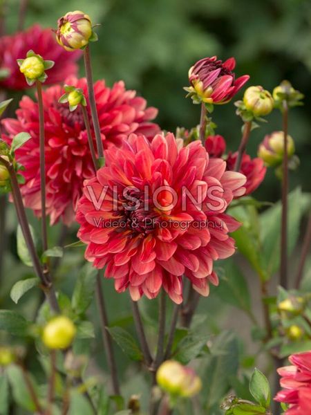 Hovedbilde Dahlia Antibes Nyhet 2026