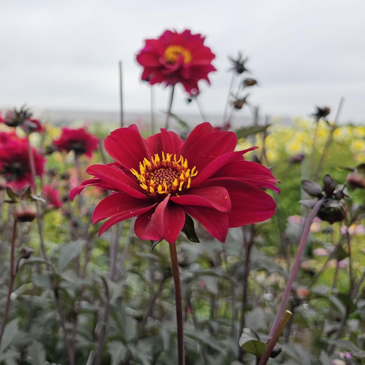 Dahlia Bishop Of Canterbury