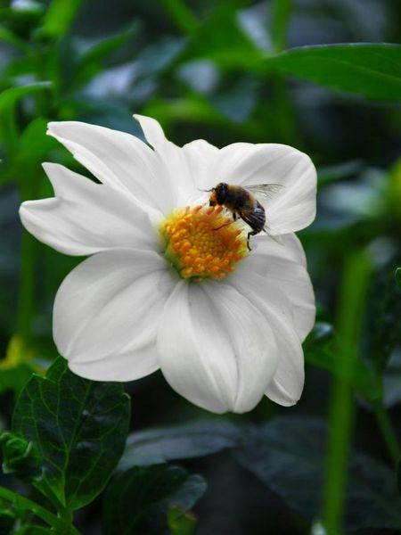 Hovedbilde Dahlia Sneezy  Nyhet 2026