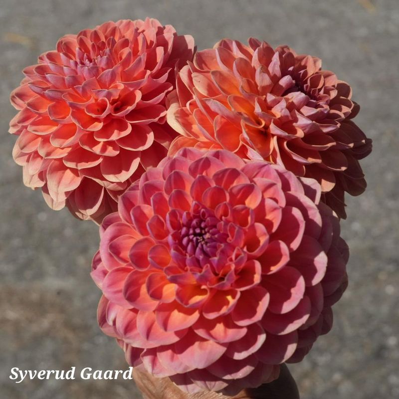Dahlia Orange Breeze  