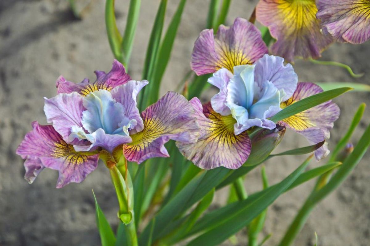 Iris Sibirica Painted Woman1 stykk 