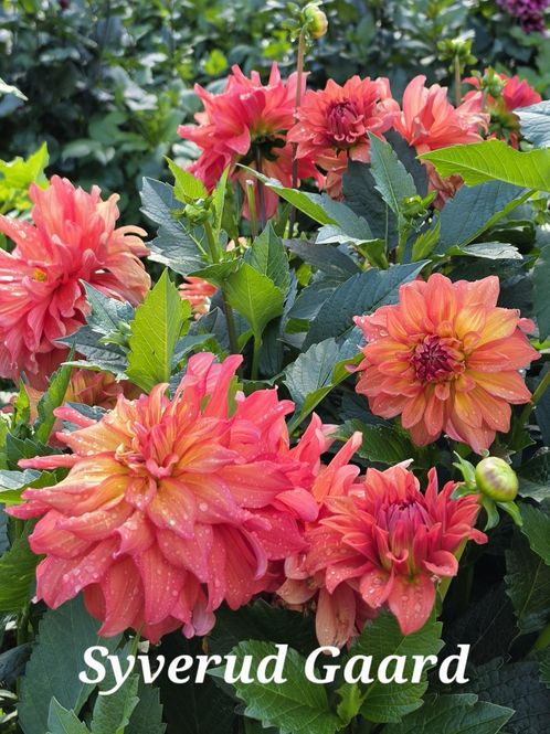 Hovedbilde Dahlia Wanda's Aurora 