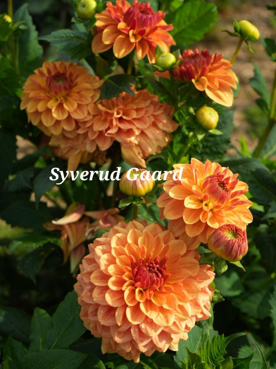 Dahlia Caramel