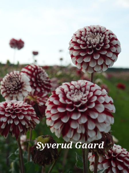 Hovedbilde Dahlia Cum Laude 