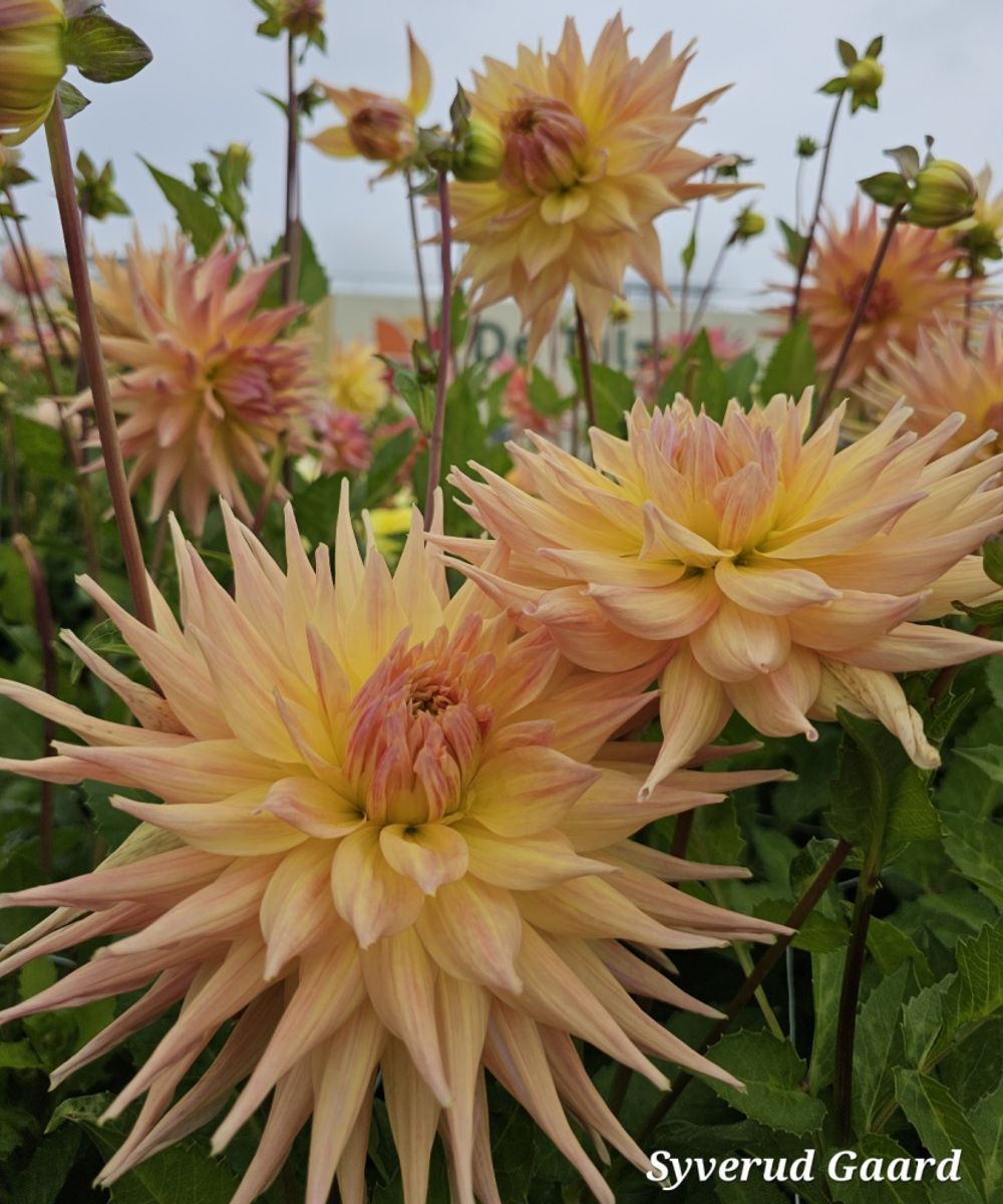 Dahlia Penhill Autumn shade 