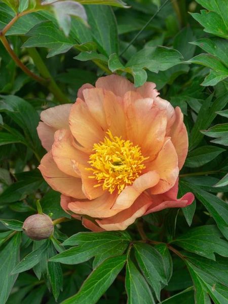 Hovedbilde Paeonia Itoh Singing in the Rain 