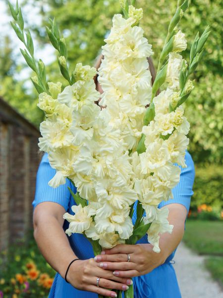Hovedbilde Gladiolus Ivory Perfection 10 stykk Nyhet