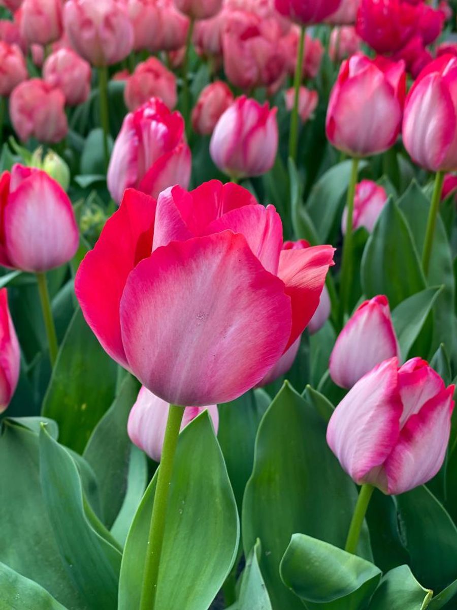 Tulipan Pink sound 5stk Nyhet