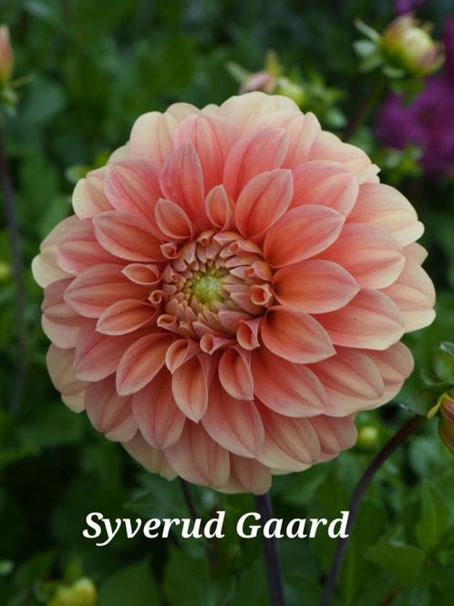 Hovedbilde Dahlia Garden Jubilee Nyhet 2027