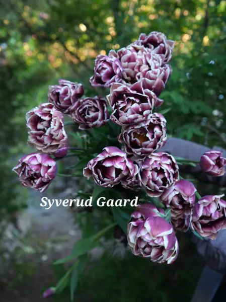 Hovedbilde Tulipan Wyndham 7 stykk 