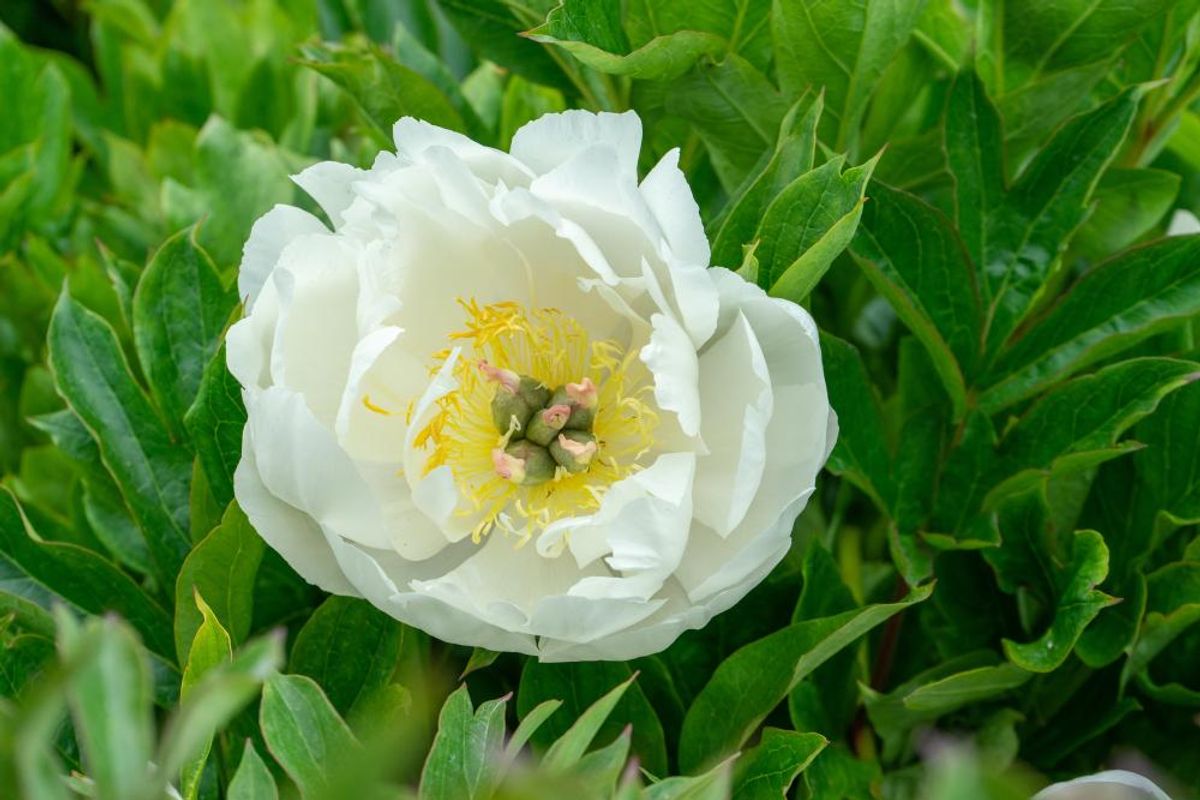 Paeonia Itoh Love Affair Nyhet