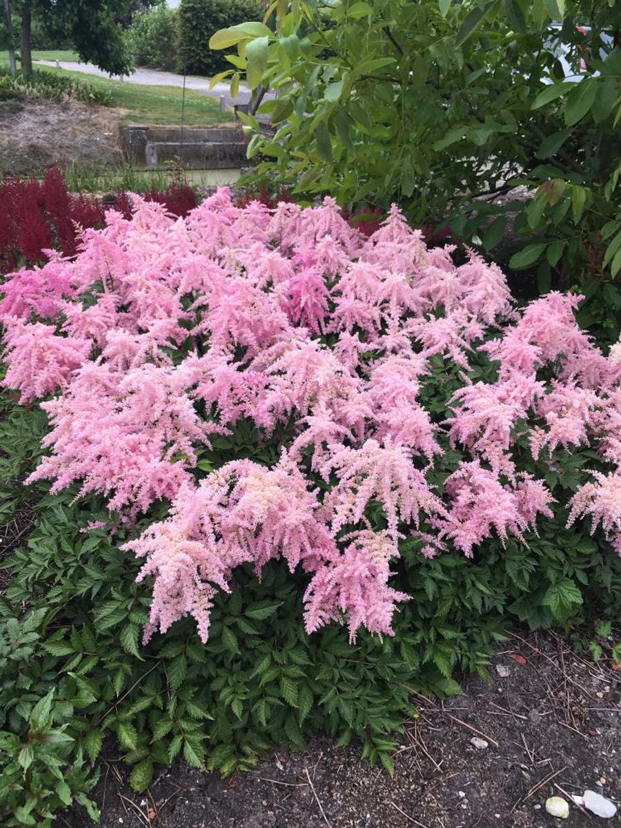 Astilbe Fireworks Pink1 stykk  Nyhet