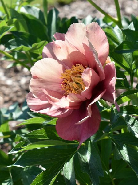 Hovedbilde Paeonia Itoh Old Rose Dandy 