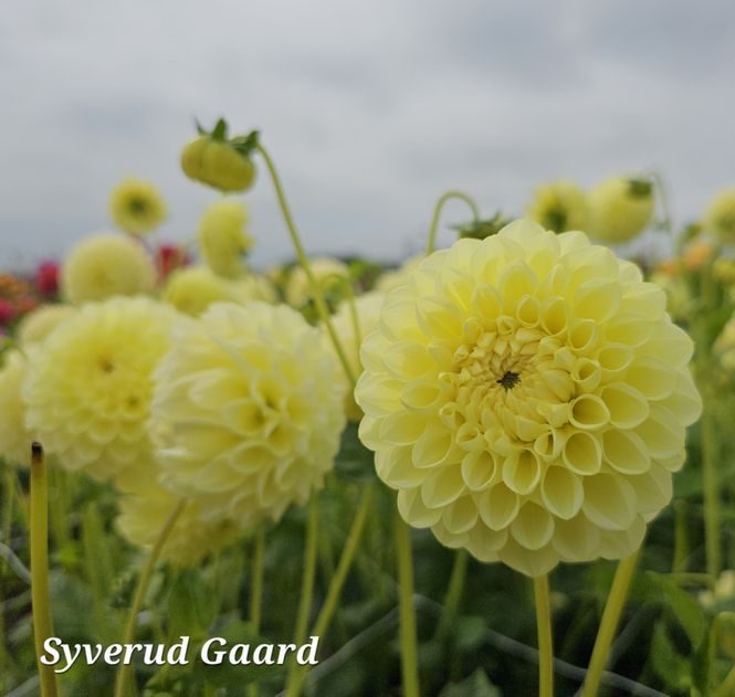 Hovedbilde Dahlia Banana Baby 