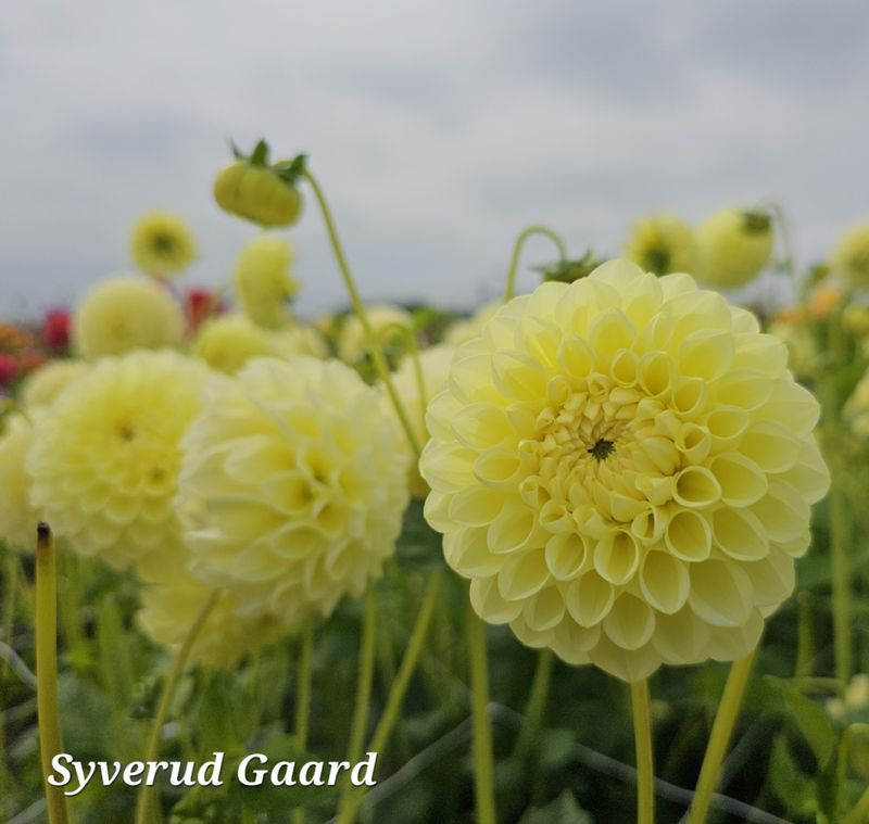 Dahlia Banana Baby 