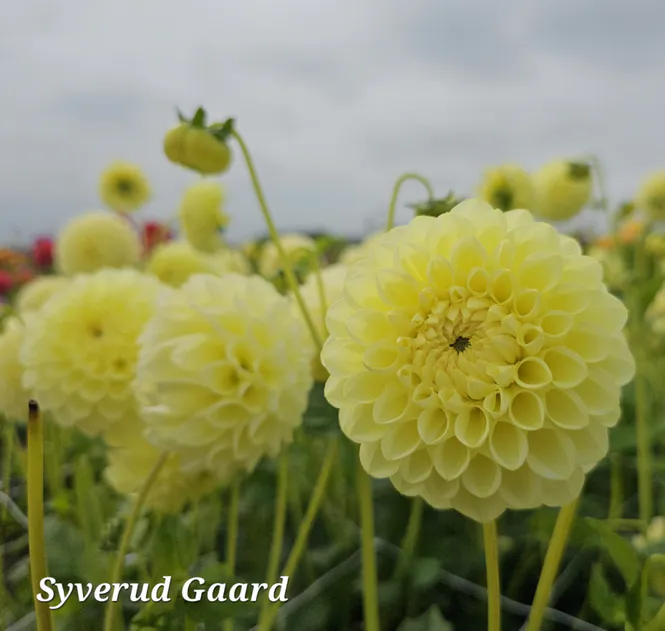 Hovedbilde Dahlia Banana Baby 