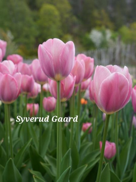 Hovedbilde Tulipan Mystic van Eijk  10 stykk 