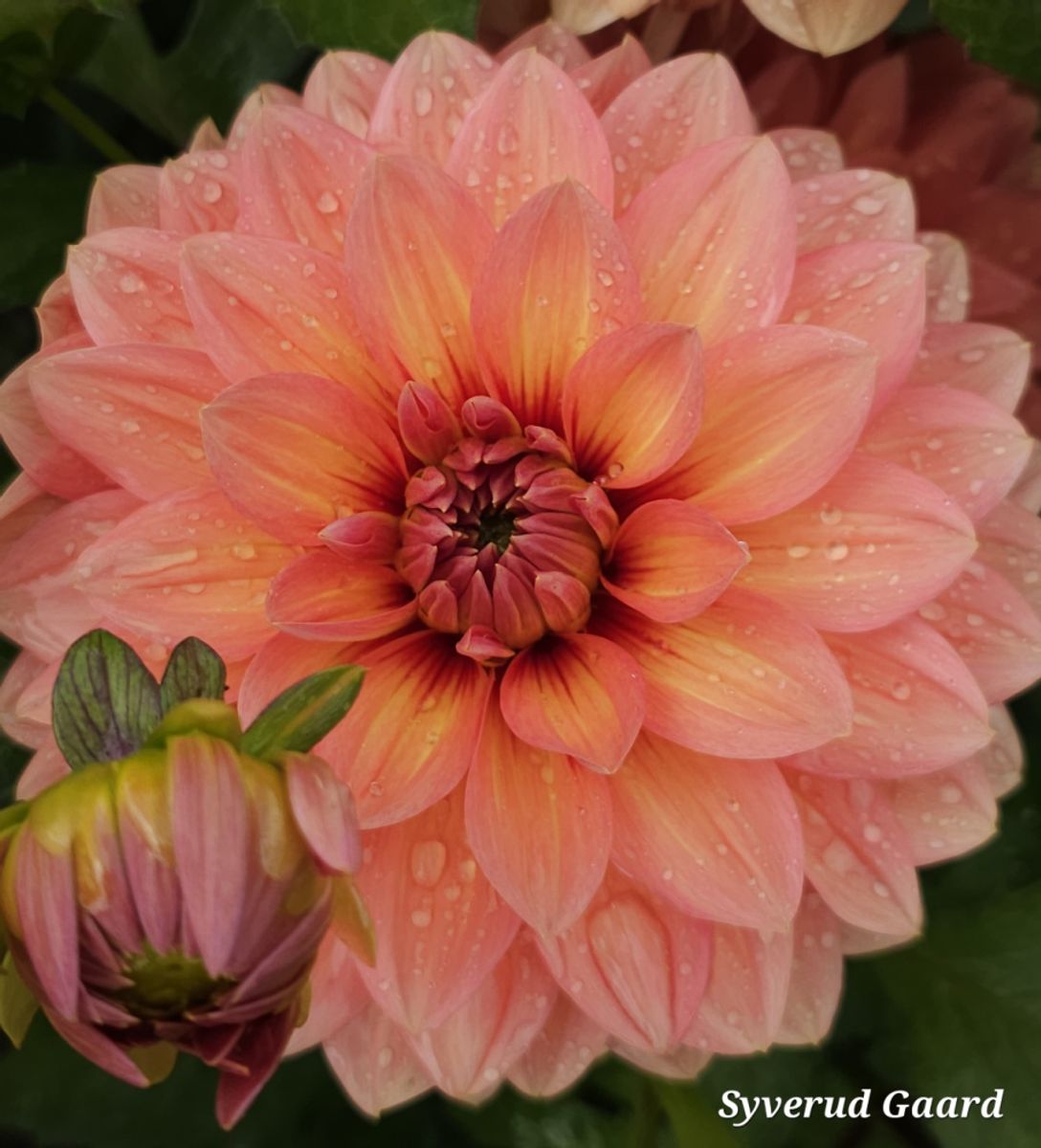 Dahlia Nicholas Nyhet 2026