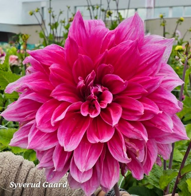 Hovedbilde Dahlia Emory Paul