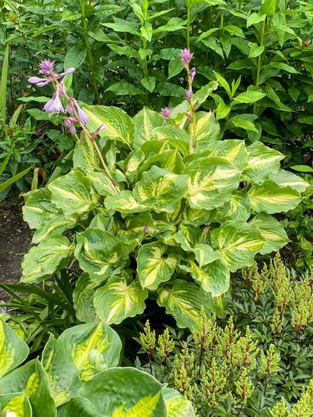 Hovedbilde Hosta Lakeside Paisley 1 stykk 