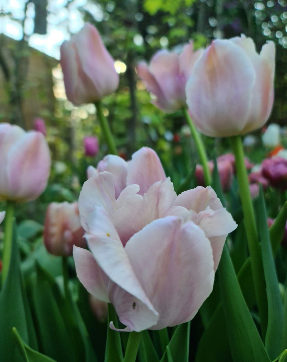 Tulipan Apricot Pride 10 stykk 