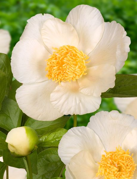 Hovedbilde Paeonia Roy Pehrson's Best Yellow Nyhet