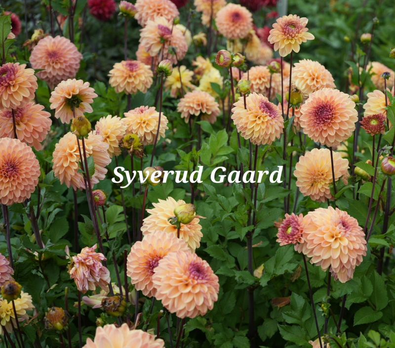 Dahlia Dalmuti Cavalier Nyhet 2027