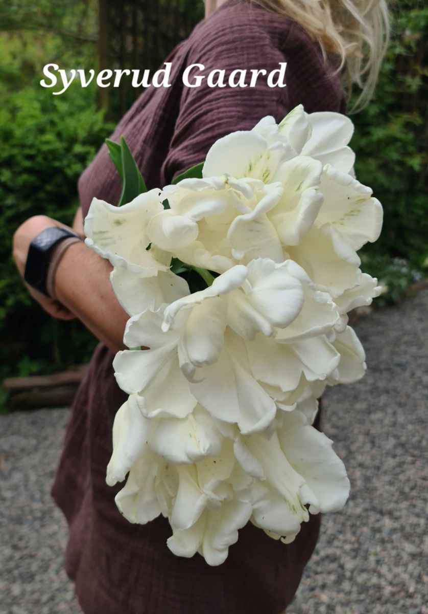 Tulipan Super Parrot 8 stykk 