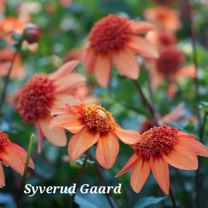 Hovedbilde Dahlia Josie 