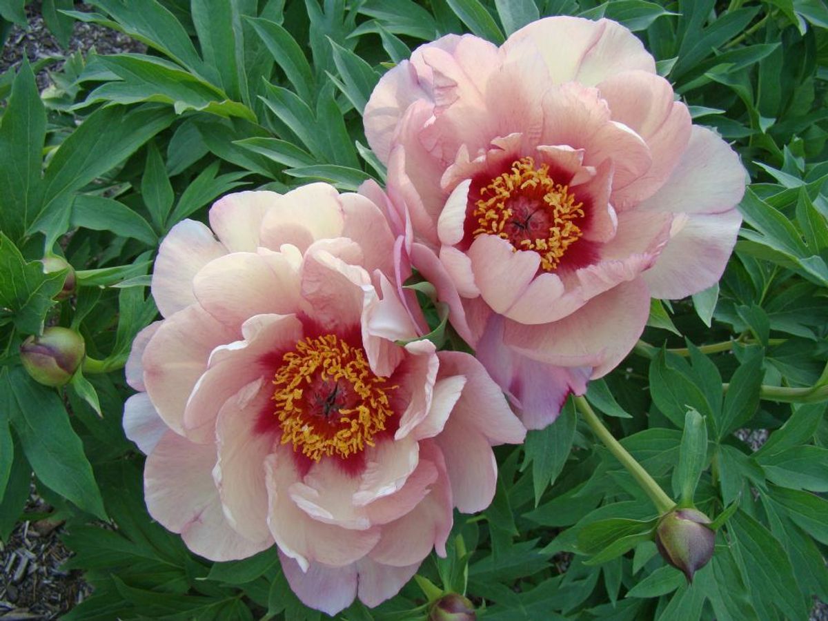 Paeonia Itoh Berry Berry Fine 