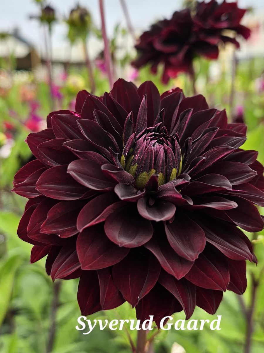 Dahlia Sturm Dark Pearl Nyhet 2026
