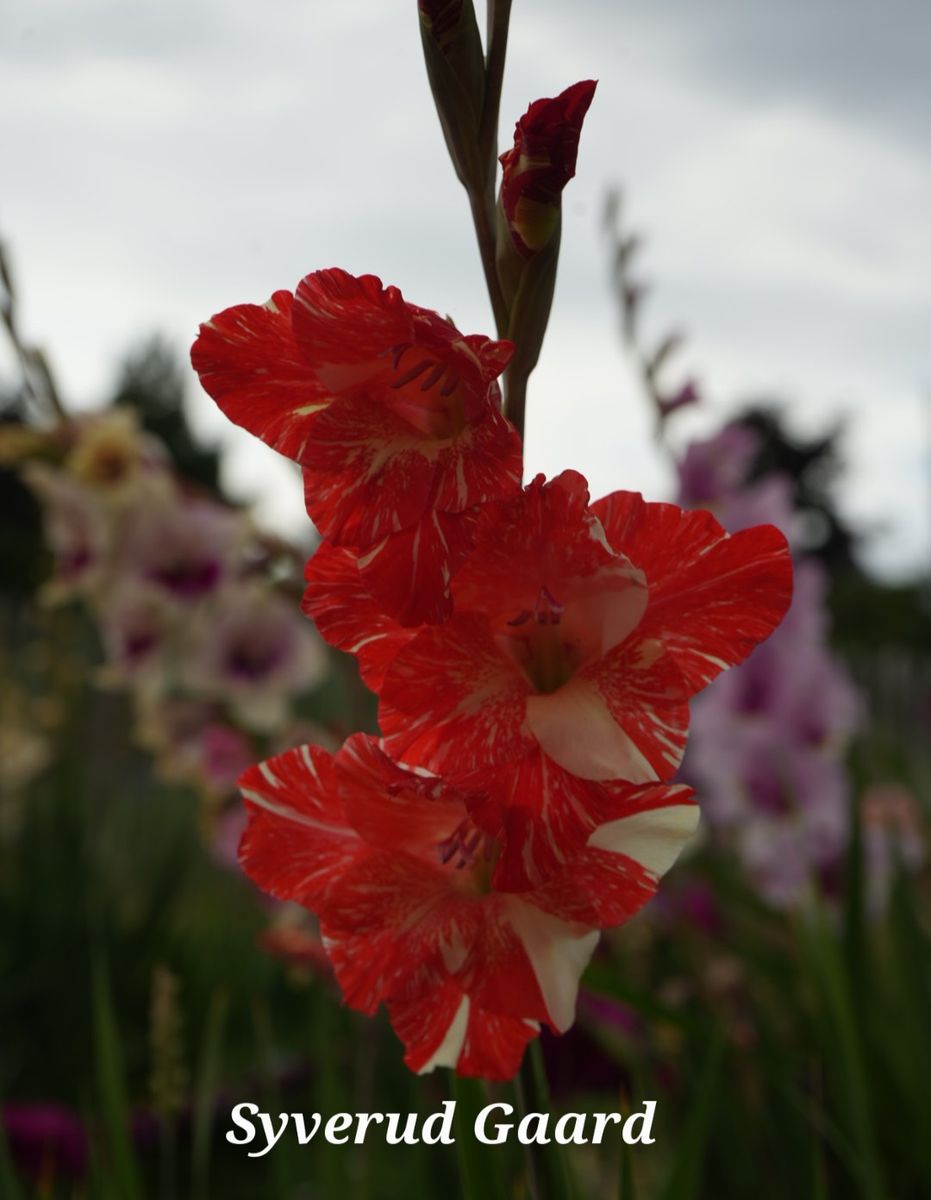 Gladiolus Zinzane 8 stykk Nyhet