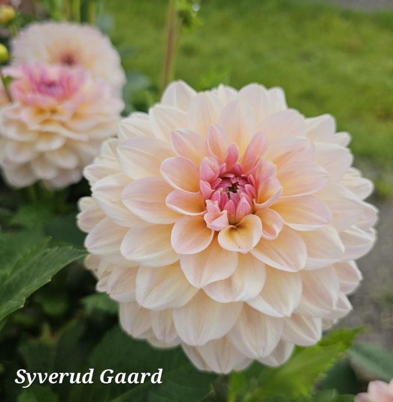 Dahlia Maya  