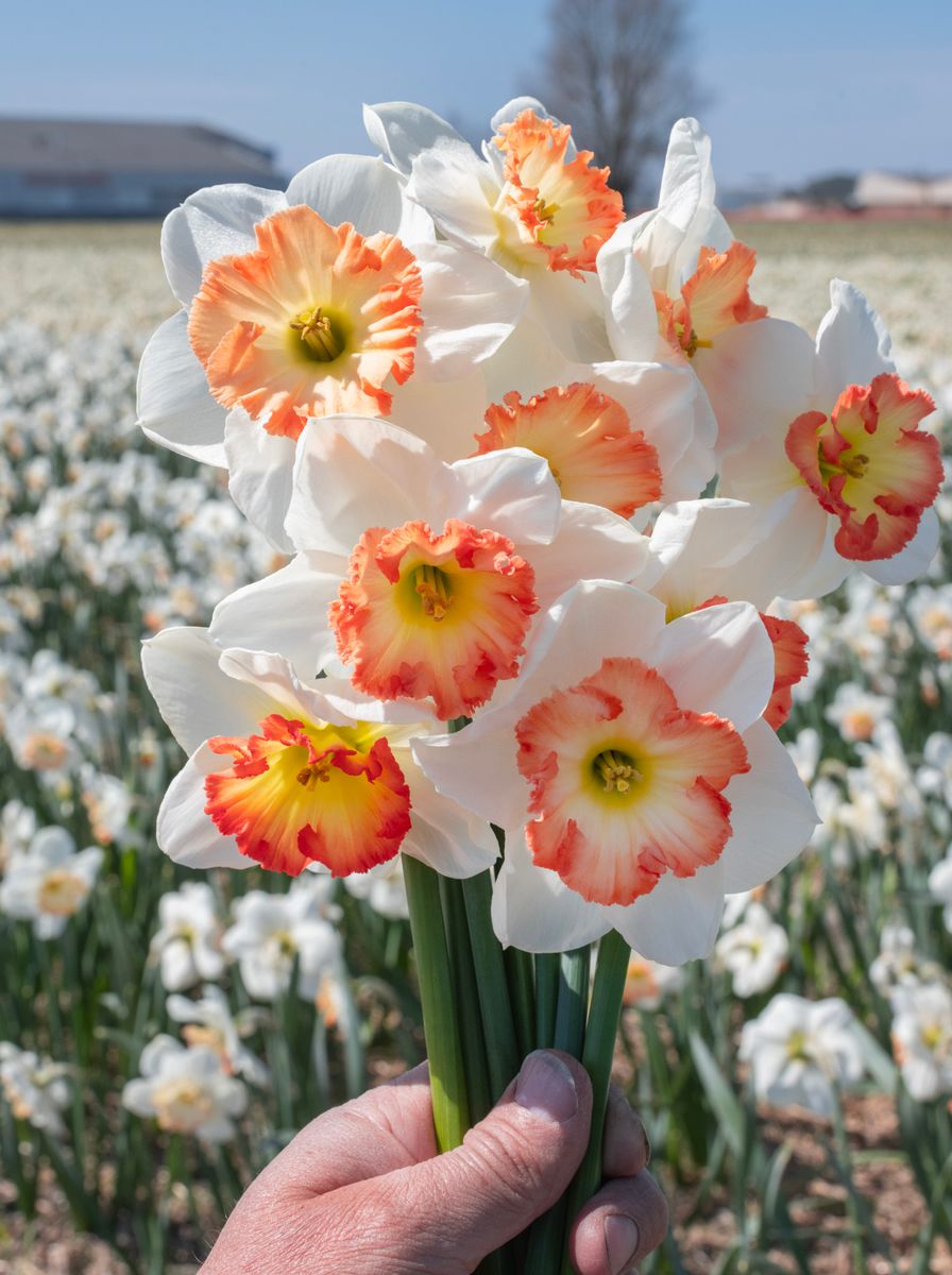 Narcissus Pink Bomb 5stk Nyhet 2026
