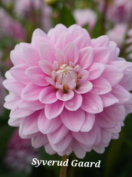 Hovedbilde Dahlia Izzy Nyhet 2026