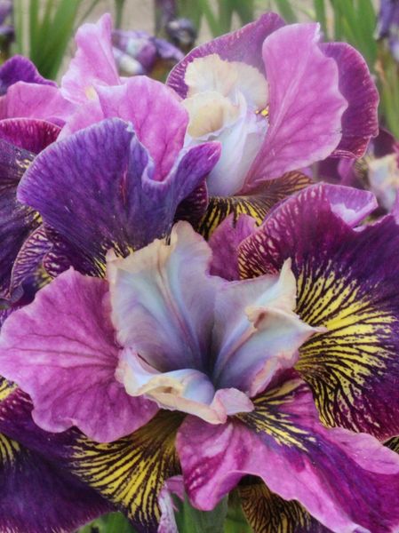 Hovedbilde Iris Sibirica Charming Billy 