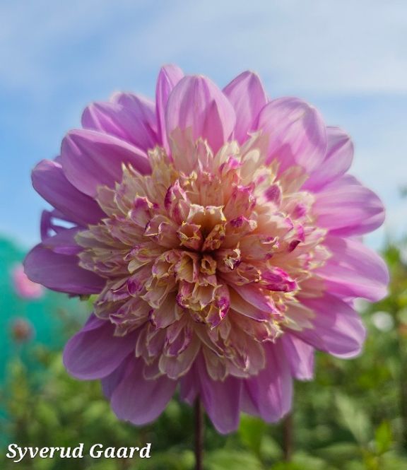 Hovedbilde Dahlia Take Off  