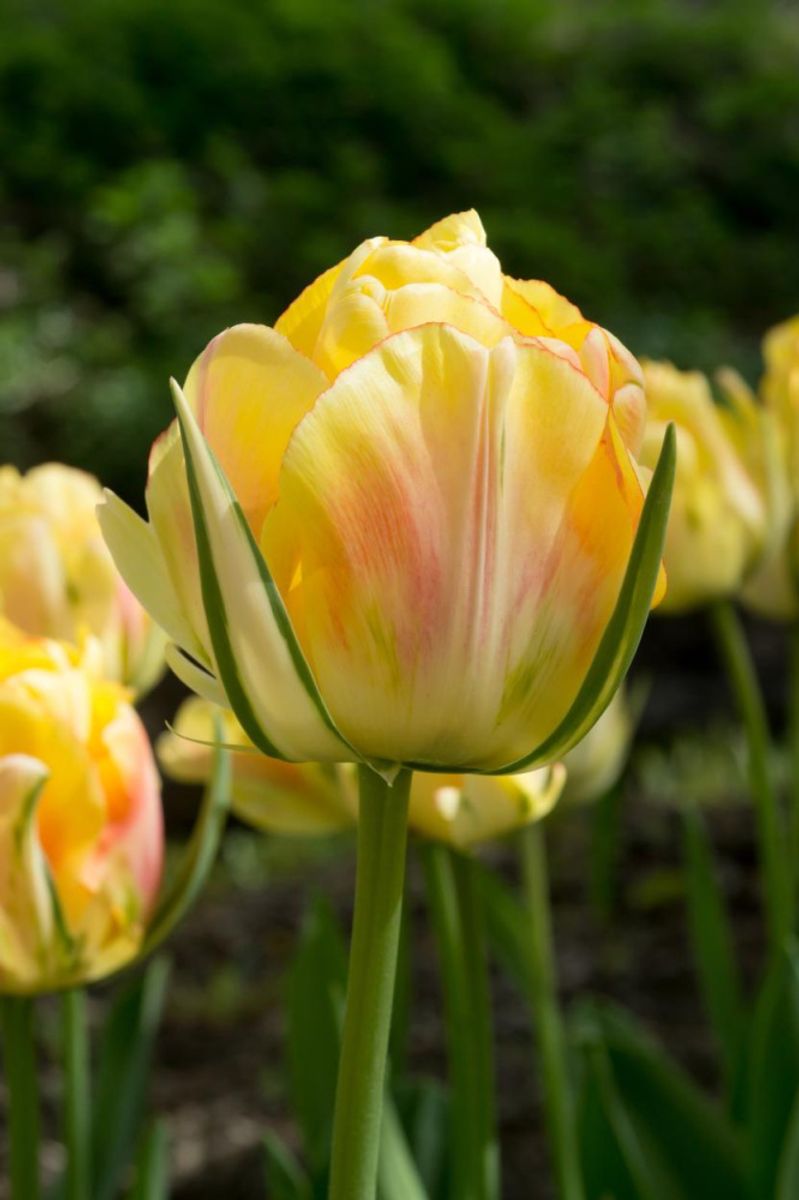 Tulipan Akebono 5stk 
