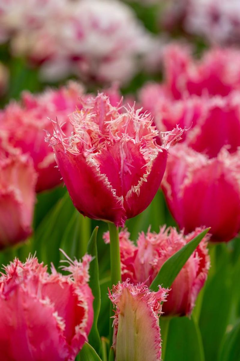 Tulipan Paleis het loo 5 stk Nyhet