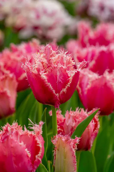 Hovedbilde Tulipan Paleis het loo 5 stk Nyhet
