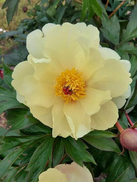 Hovedbilde Paeonia itoh Amy Joy Nyhet