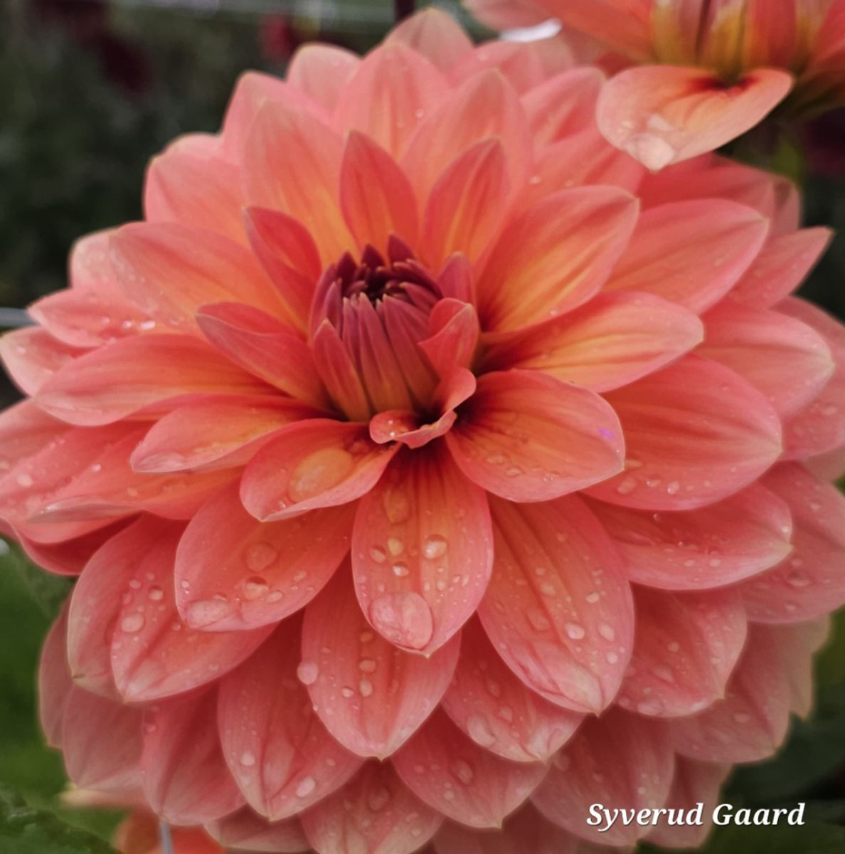 Dahlia Nicholas Nyhet 2026