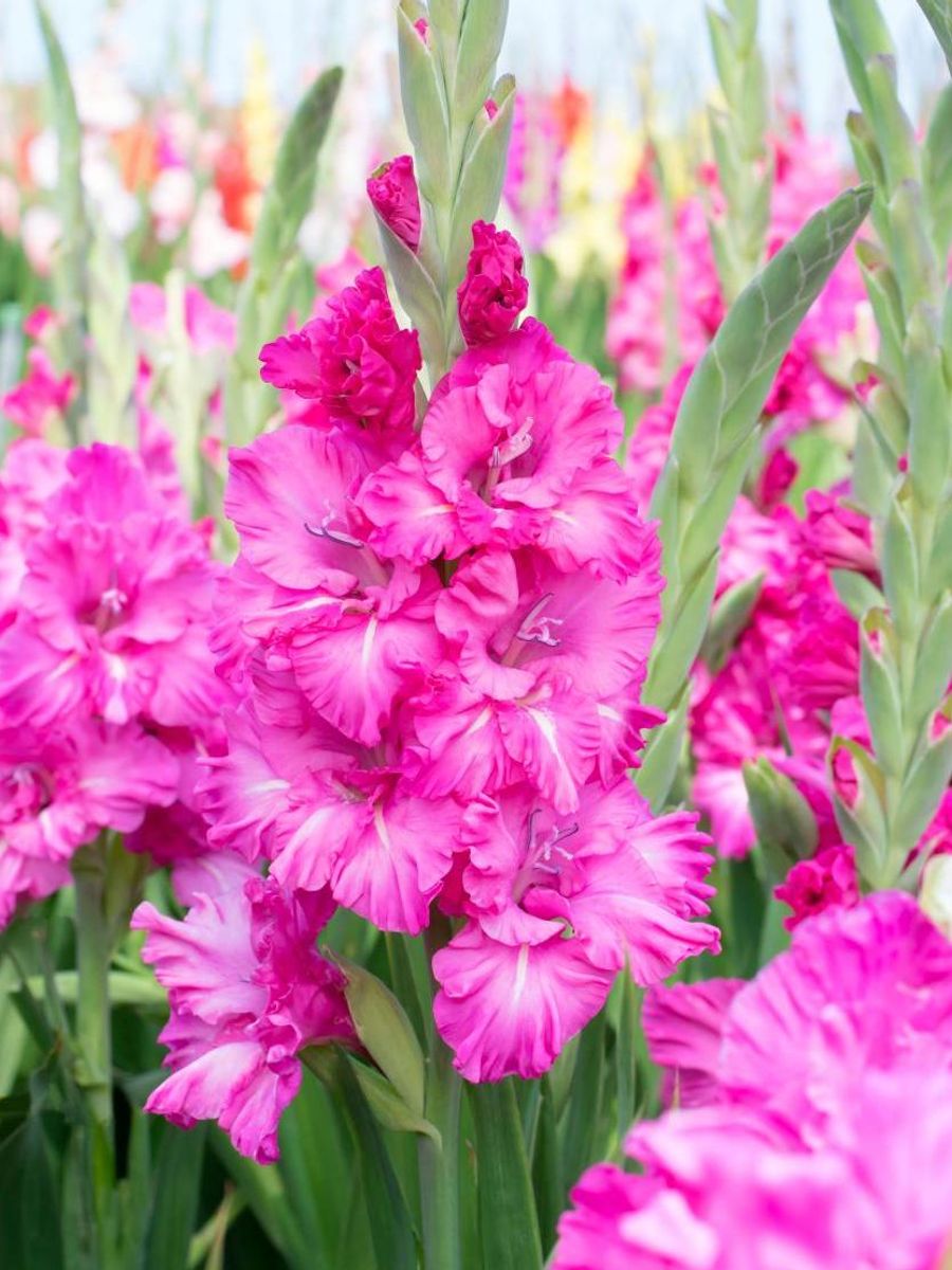 Gladiolus Grozny 10 stykk Nyhet