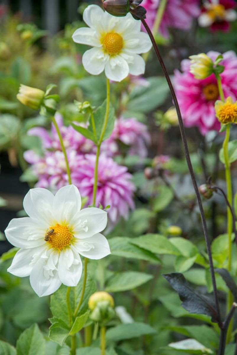 Dahlia Impression Flamenco Nyhet 2026