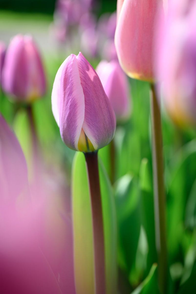 Tulipan Light and Dreamy 5 stykk 