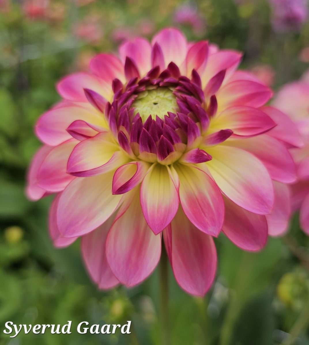Dahlia Pure Happiness Nyhet 2026