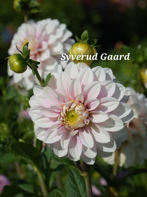 Hovedbilde Dahlia Christo 
