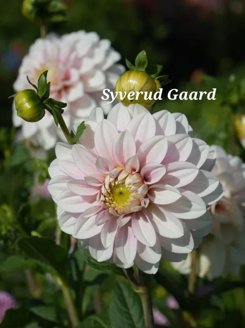 Hovedbilde Dahlia Christo 